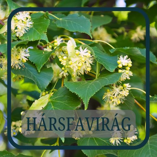 Read more about the article Hársfavirág