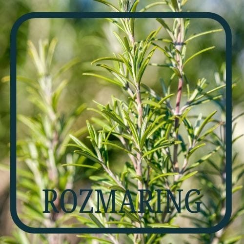 Rozmaring